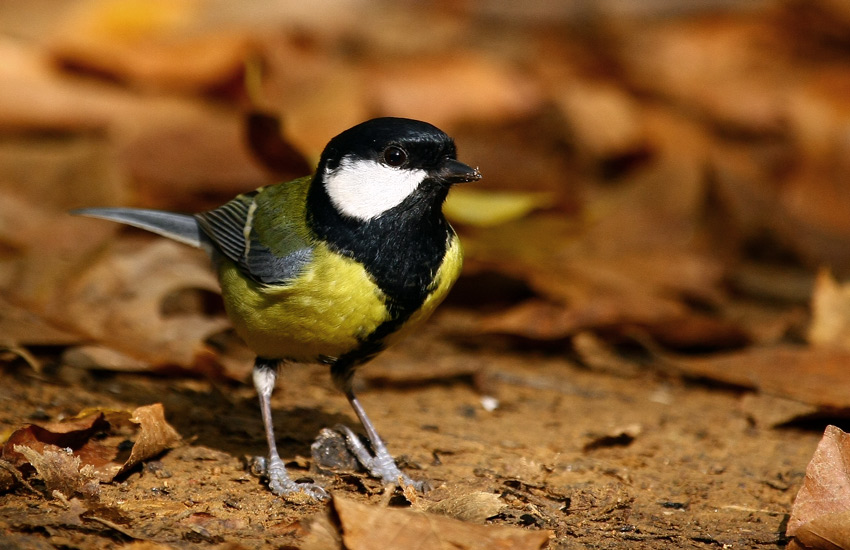 Büyük baştankara » Great Tit » Parus major