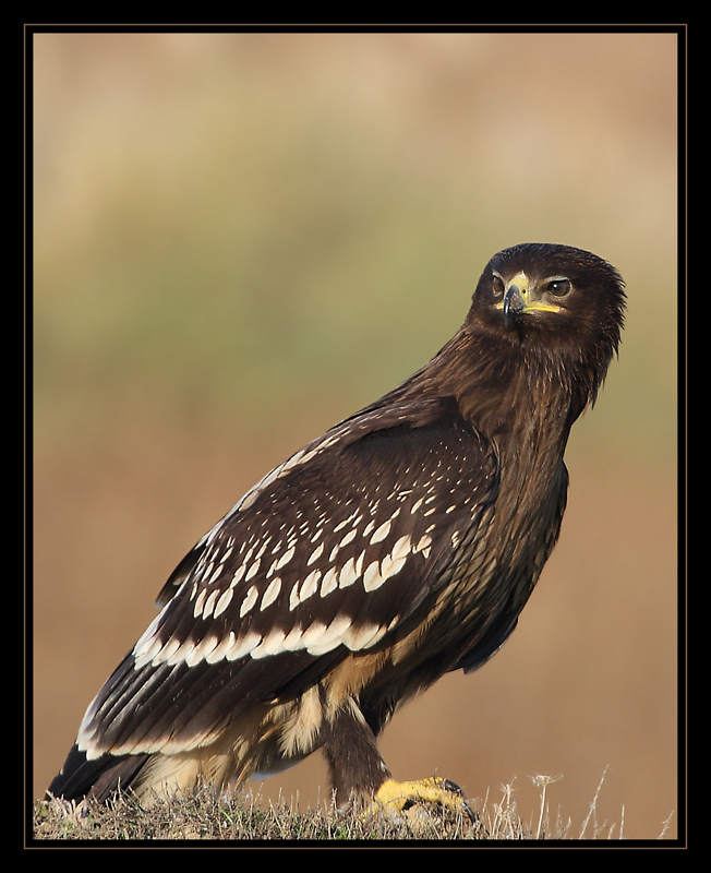 Büyük orman kartalı » Greater Spotted Eagle » Clanga clanga