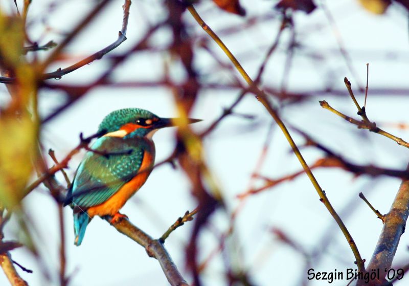 Yalıçapkını » Common Kingfisher » Alcedo atthis