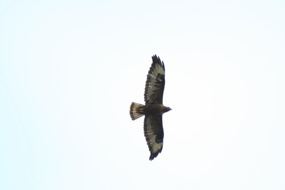Kızıl şahin » Long-legged Buzzard » Buteo rufinus