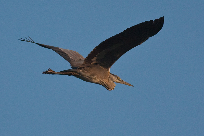 Gri balıkçıl » Grey Heron » Ardea cinerea