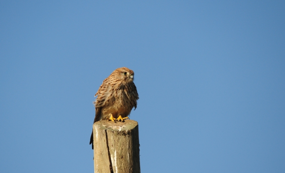 Kerkenez » Common Kestrel » Falco tinnunculus