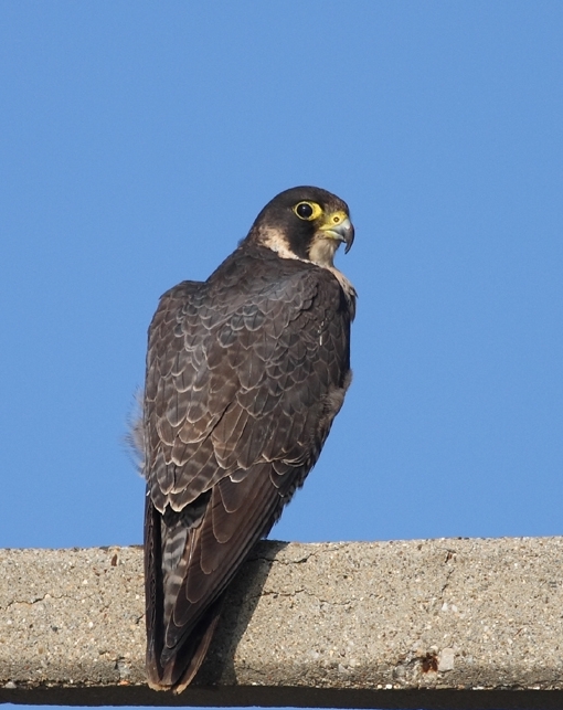 Gök doğan » Peregrine Falcon » Falco peregrinus