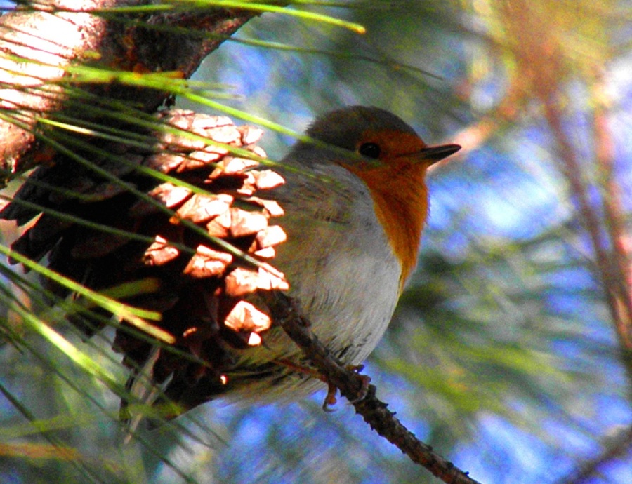 Kızılgerdan » European Robin » Erithacus rubecula