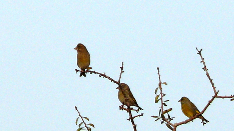 Florya » European Greenfinch » Chloris chloris