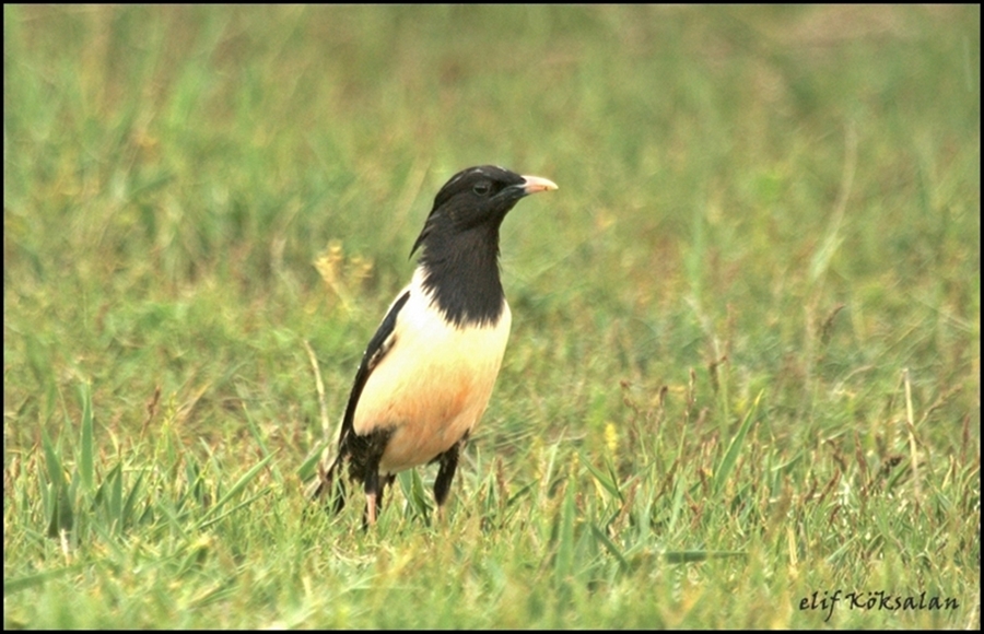 Alasığırcık » Rosy Starling » Pastor roseus