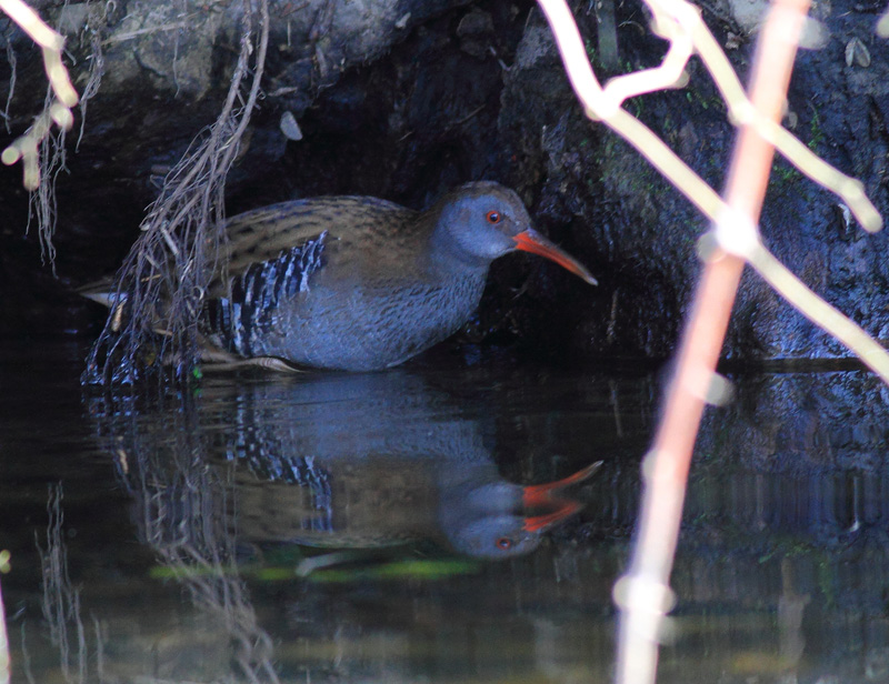 Sukılavuzu » Water Rail » Rallus aquaticus