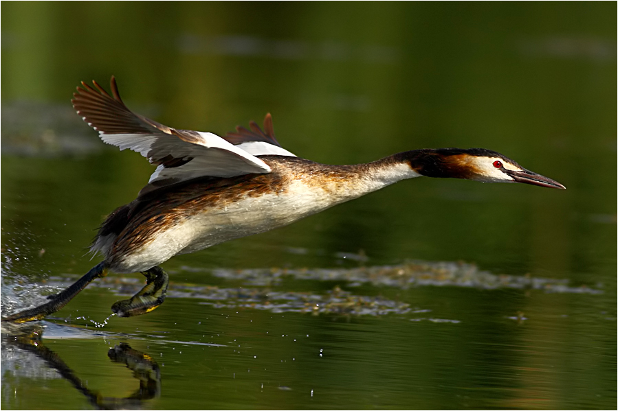 Bahri » Great Crested Grebe » Podiceps cristatus