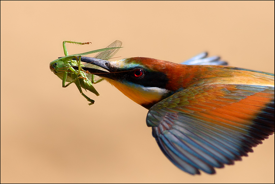 Arıkuşu » European Bee-eater » Merops apiaster
