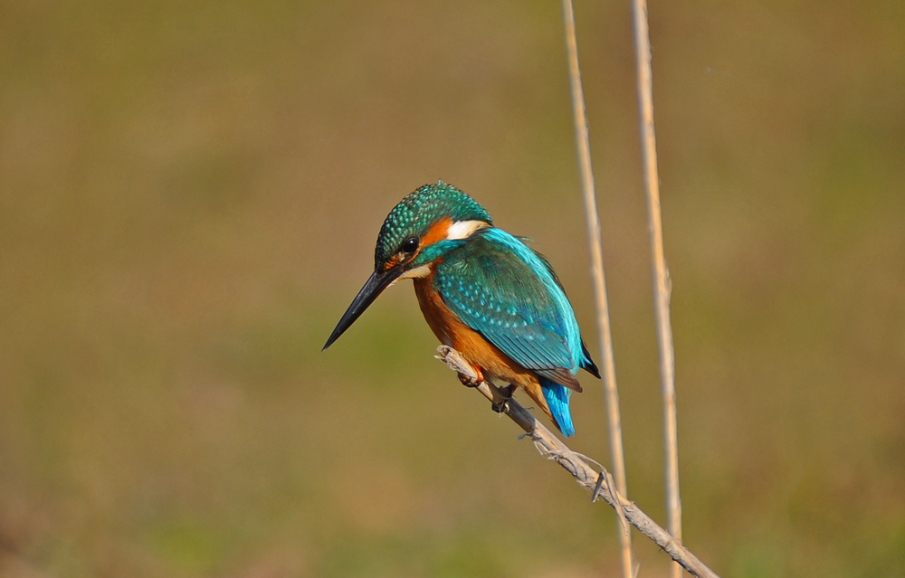 Yalıçapkını » Common Kingfisher » Alcedo atthis