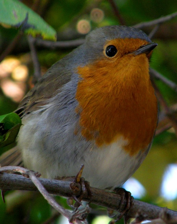 Kızılgerdan » European Robin » Erithacus rubecula