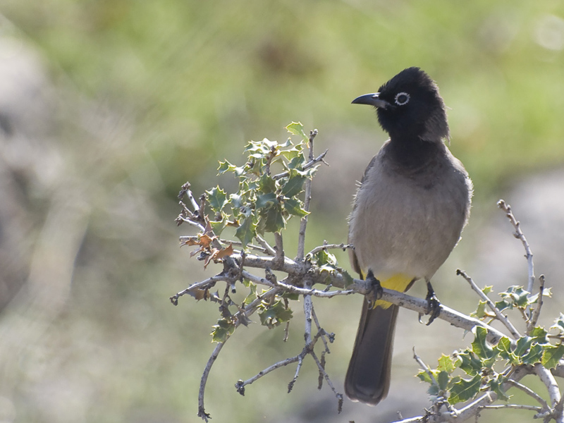 Arapbülbülü » White-spectacled Bulbul » Pycnonotus xanthopygos