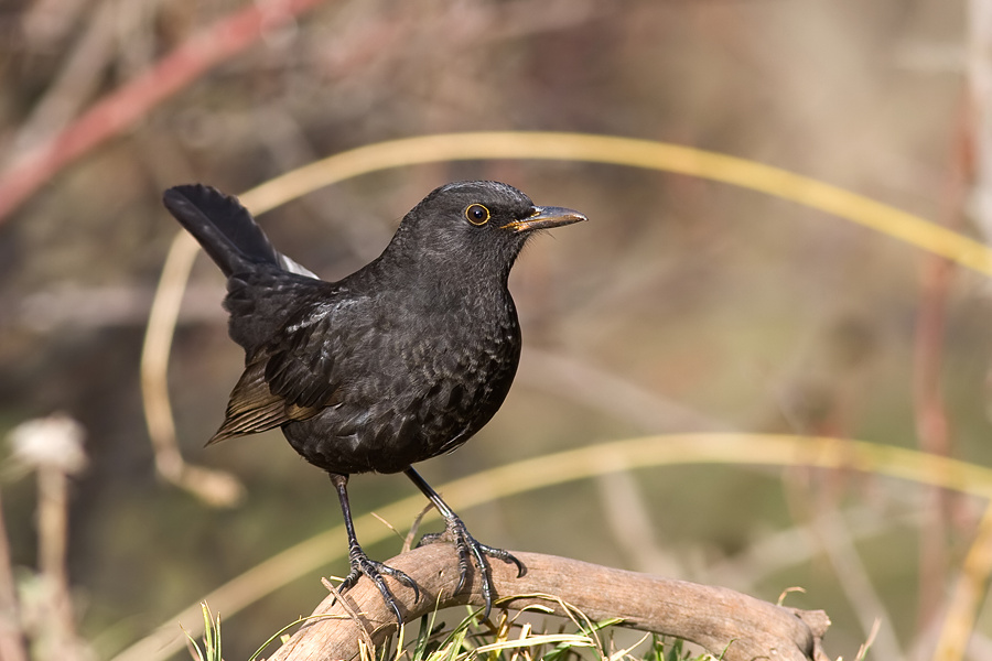 Karatavuk » Common Blackbird » Turdus merula