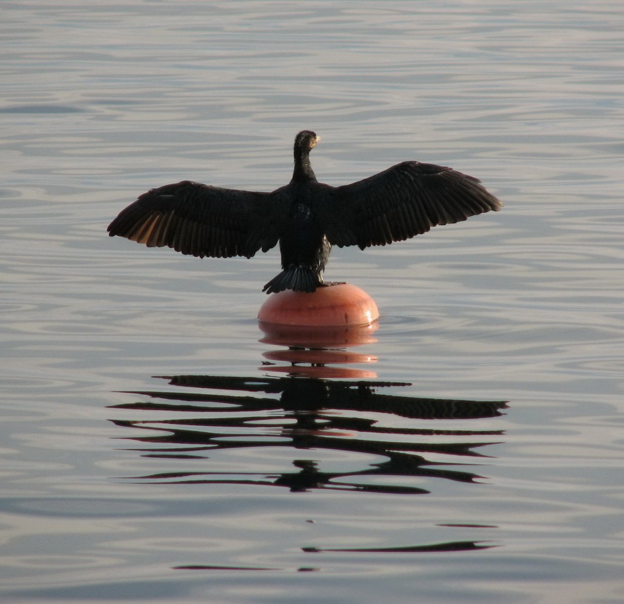 Karabatak » Great Cormorant » Phalacrocorax carbo