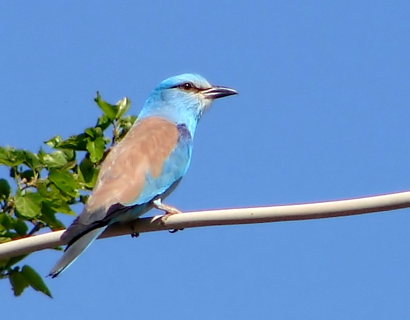 Gökkuzgun » European Roller » Coracias garrulus