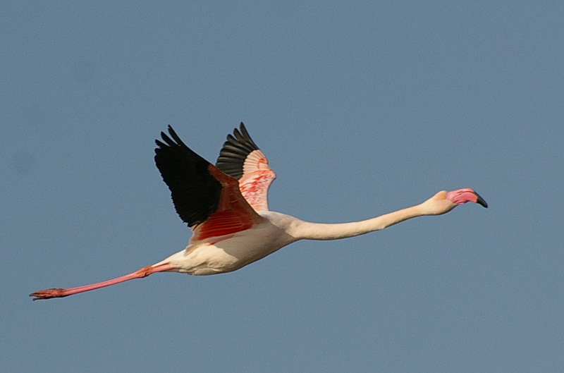 Flamingo » Greater Flamingo » Phoenicopterus roseus