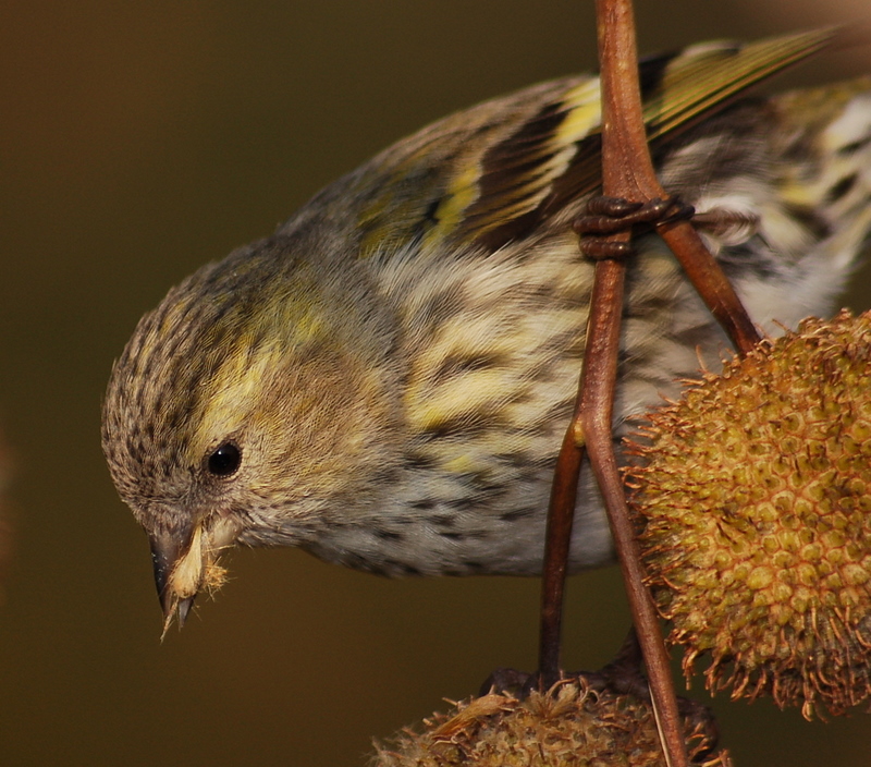 Karabaşlı iskete » Eurasian Siskin » Spinus spinus