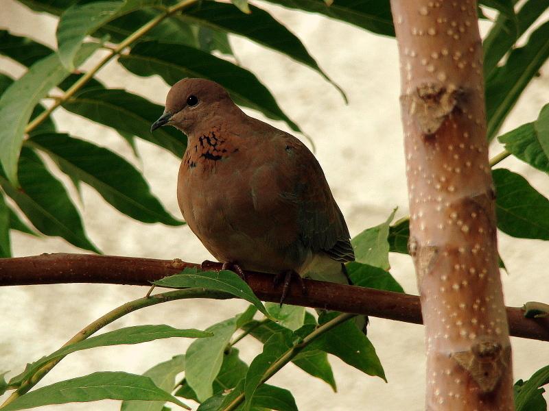Küçük kumru » Laughing Dove » Spilopelia senegalensis