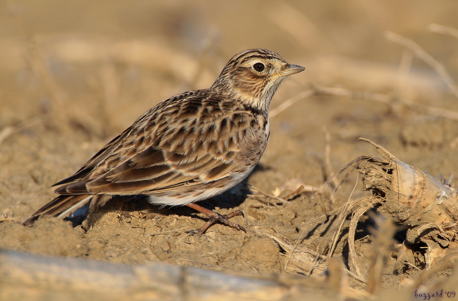 Tarlakuşu » Eurasian Skylark » Alauda arvensis
