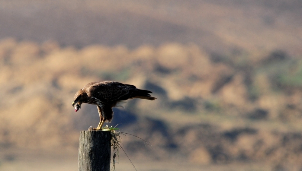 Şahin » Common Buzzard » Buteo buteo