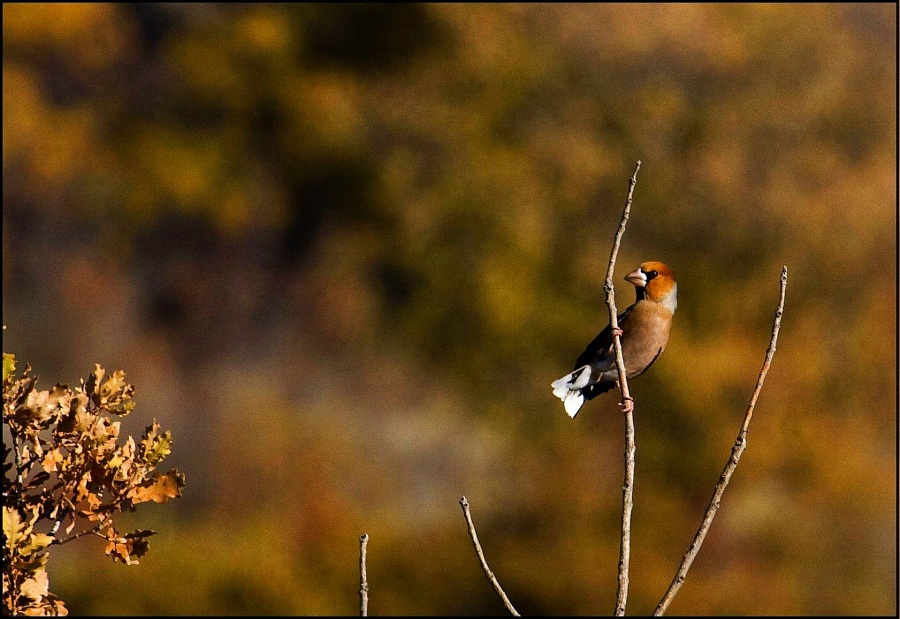 Kocabaş » Hawfinch » Coccothraustes coccothraustes