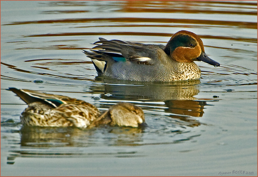 Çamurcun » Eurasian Teal » Anas crecca