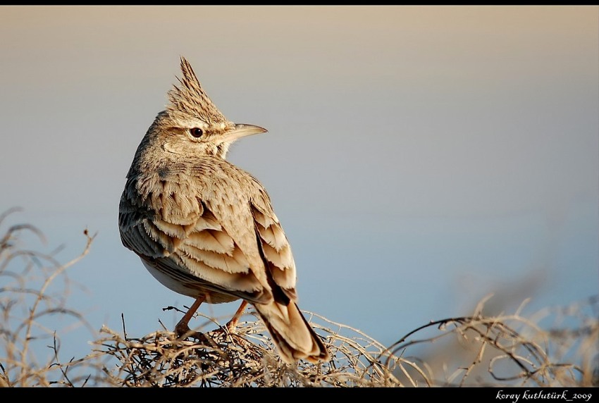 Tepeli toygar » Crested Lark » Galerida cristata