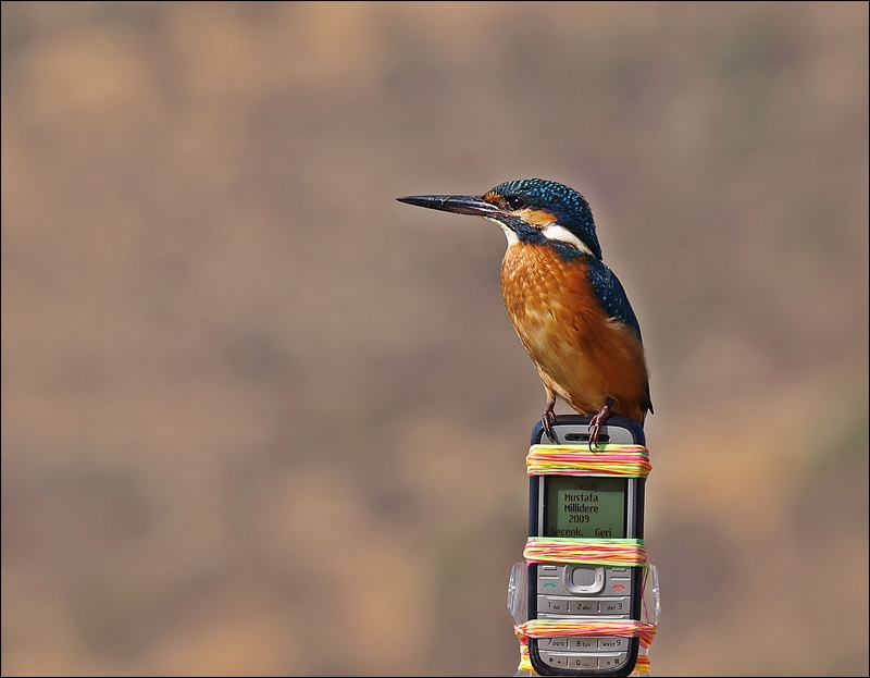 Yalıçapkını » Common Kingfisher » Alcedo atthis