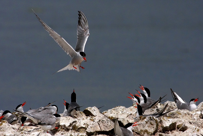 Sumru » Common Tern » Sterna hirundo