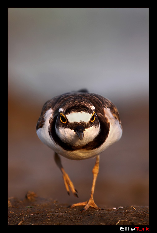 Halkalı küçük cılıbıt » Little Ringed Plover » Charadrius dubius