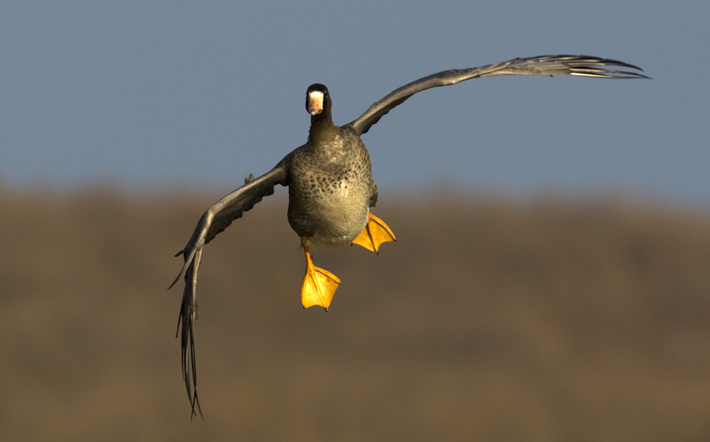 Sakarca » Greater White-fronted Goose » Anser albifrons