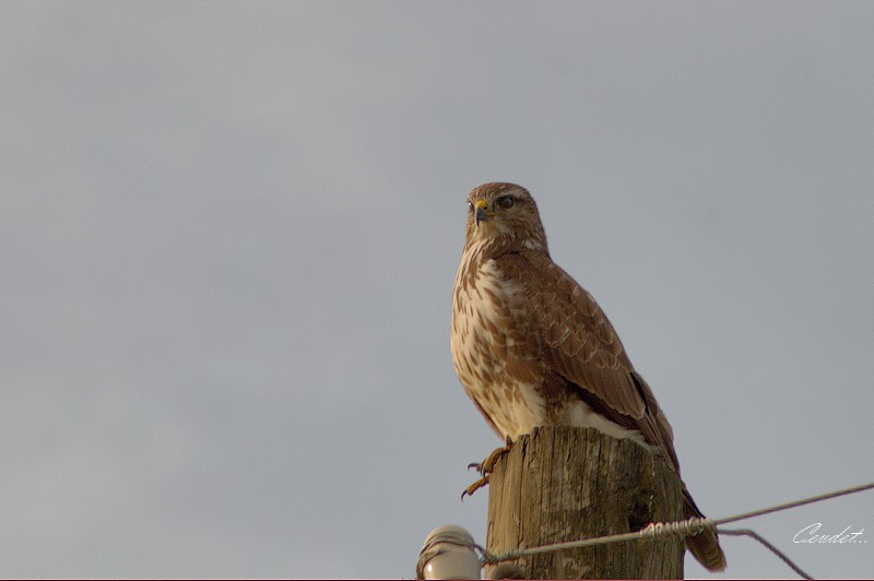 Şahin » Common Buzzard » Buteo buteo