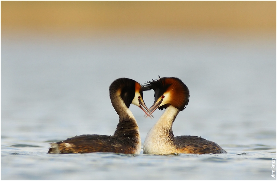 Bahri » Great Crested Grebe » Podiceps cristatus