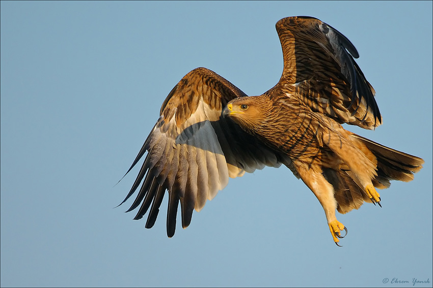 Şah kartal » Eastern Imperial Eagle » Aquila heliaca