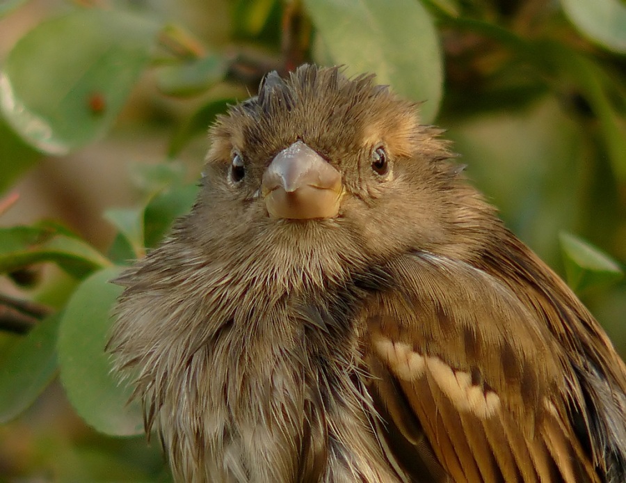 Serçe » House Sparrow » Passer domesticus