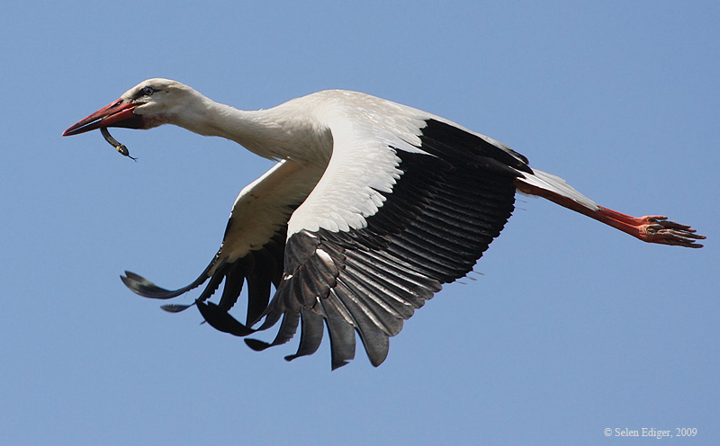 Leylek » White Stork » Ciconia ciconia