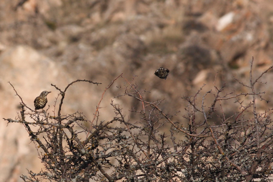 Ökse ardıcı