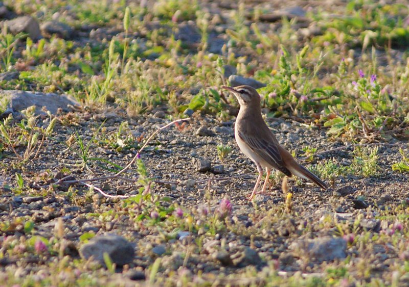 Çalıbülbülü » Rufous-tailed Scrub Robin » Cercotrichas galactotes