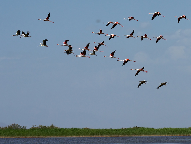Flamingo » Greater Flamingo » Phoenicopterus roseus