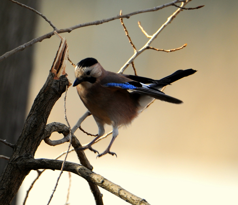 Alakarga » Eurasian Jay » Garrulus glandarius