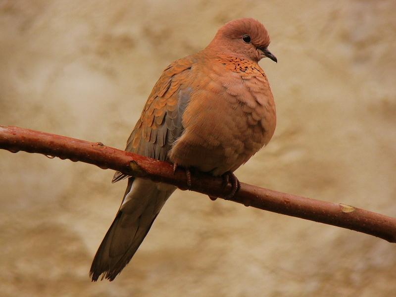 Küçük kumru » Laughing Dove » Spilopelia senegalensis