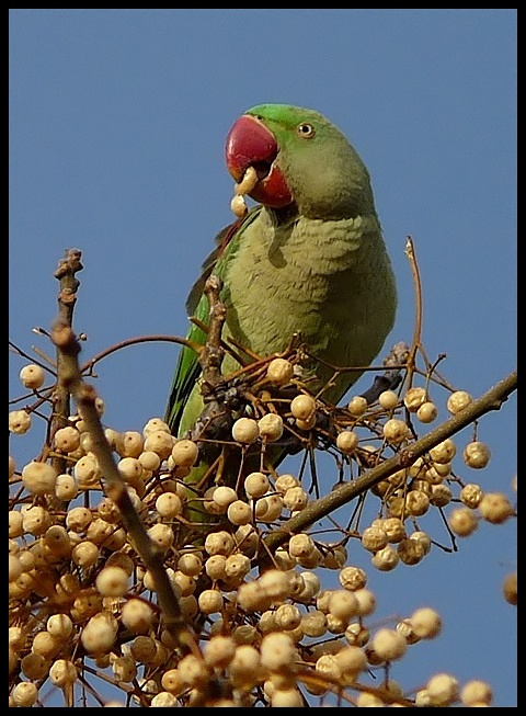 İskender papağanı » Alexandrine Parakeet » Psittacula eupatria