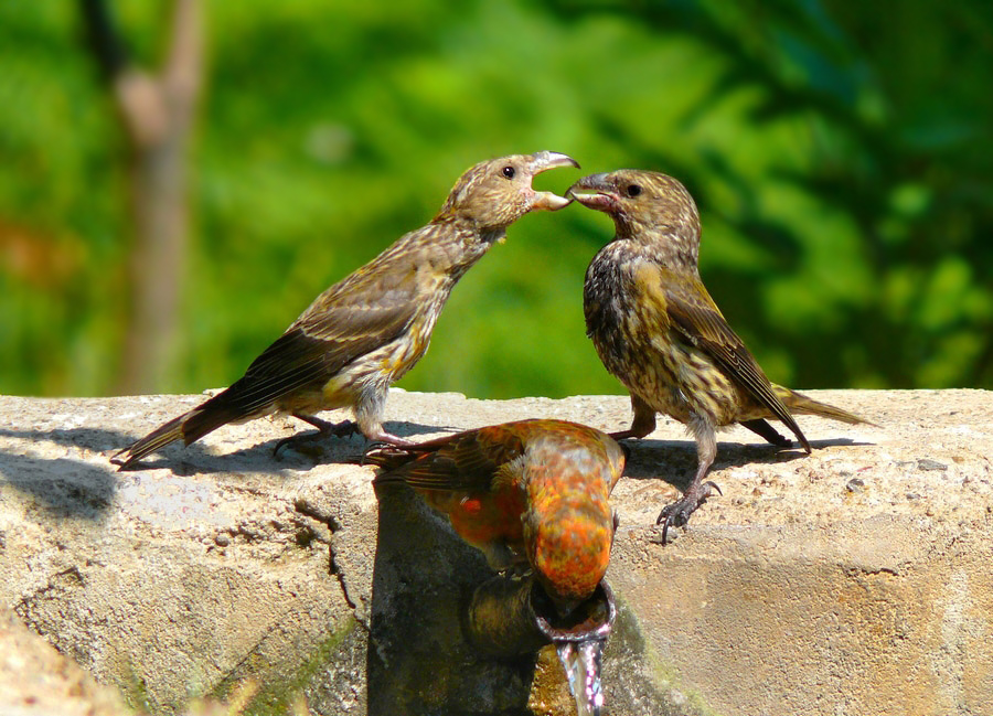 Çaprazgaga » Red Crossbill » Loxia curvirostra