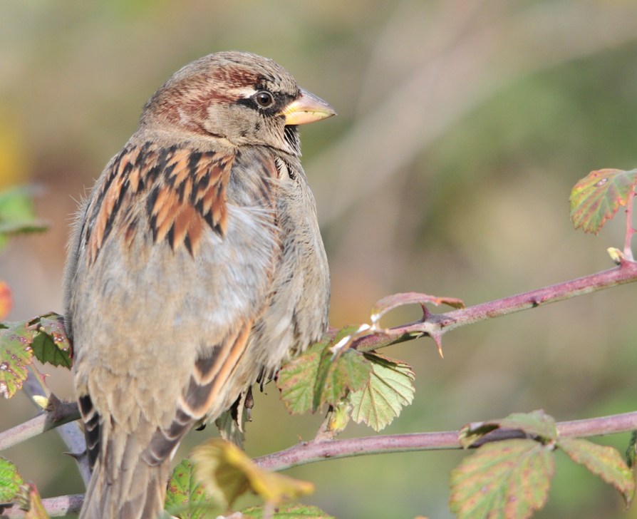 Serçe » House Sparrow » Passer domesticus