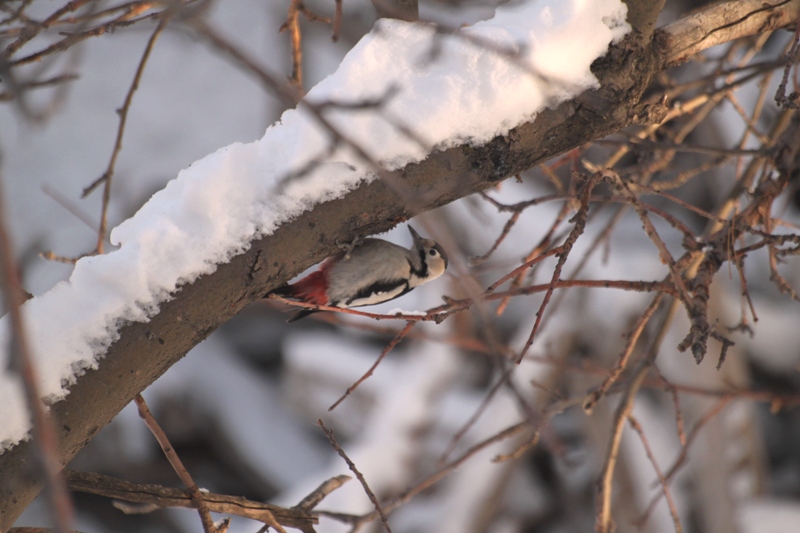 Alaca ağaçkakan » Syrian Woodpecker » Dendrocopos syriacus