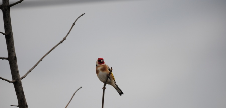 Saka » European Goldfinch » Carduelis carduelis
