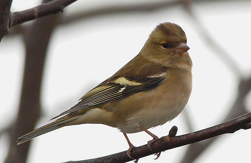 İspinoz » Common Chaffinch » Fringilla coelebs