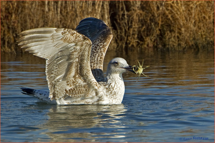Gümüş martı » Yellow-legged Gull » Larus michahellis