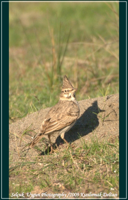 Tepeli toygar » Crested Lark » Galerida cristata