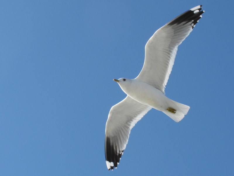 Küçük gümüş martı » Mew Gull » Larus canus